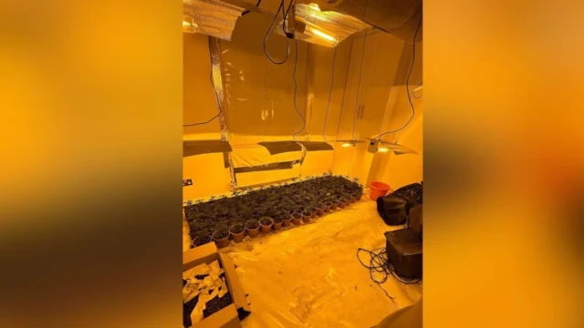 Cảnh sát đã thu giữ hơn 400 cây cần sa với giá trị thị trường ước tính hàng trăm ngàn bảng Anh