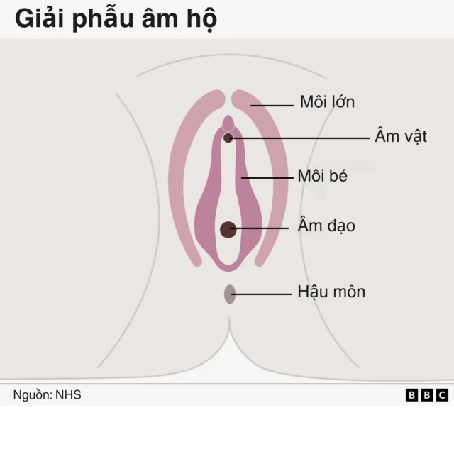 e6ea1300-49df-11f0-9471-e380f647874e-png Hình minh họa đơn giản giải phẫu của âm hộ, gồm môi lớn, âm vật, môi bé và âm đạo