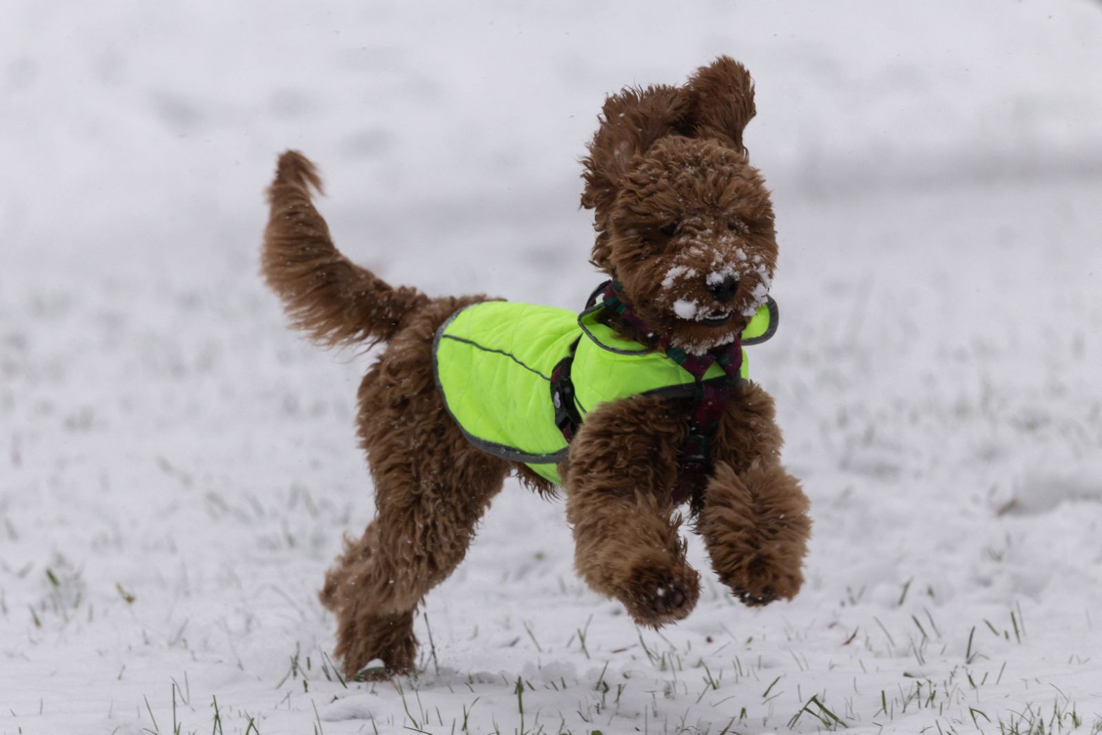 Chó và sói: Khám phá Bất ngờ về gen sói trong các giống chó hiện đại - Ảnh 1.